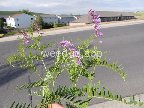 vetch, bird